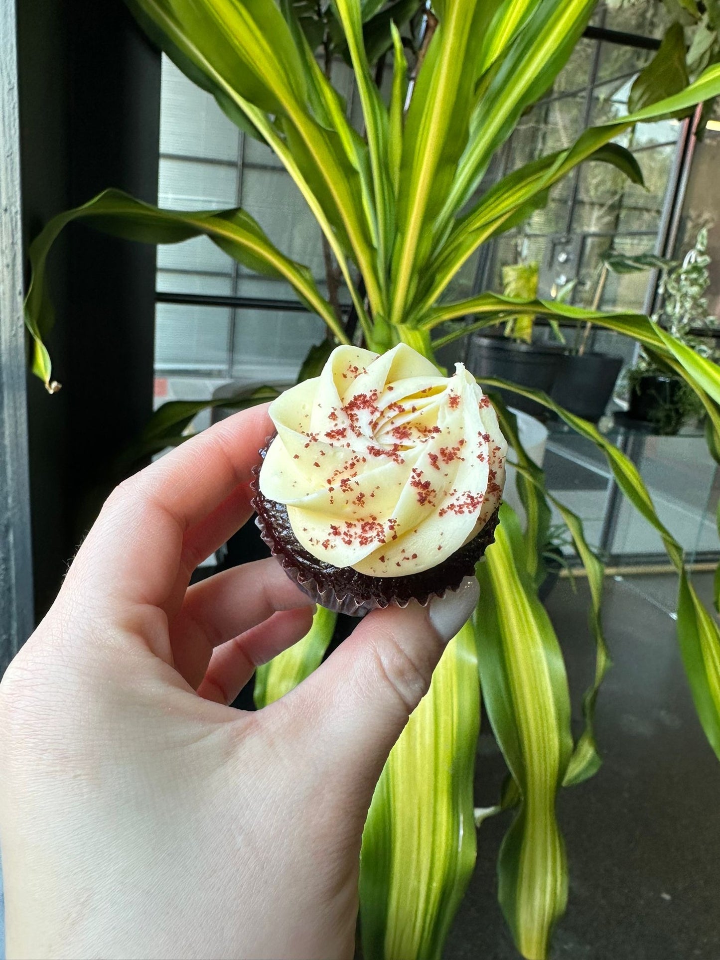 Mini Red Velvet Cupcakes (24)